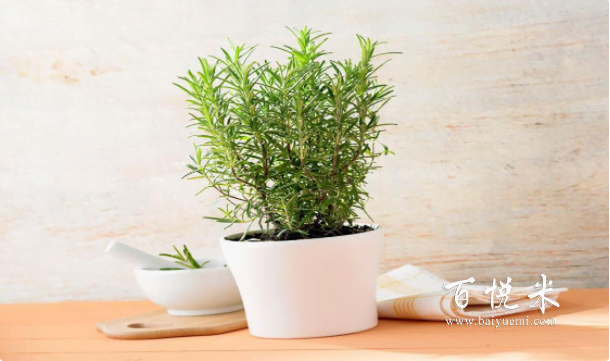 西餐里各種香草點(diǎn)綴意境，其實(shí)自己也能動(dòng)手種，不光好看也能吃！
